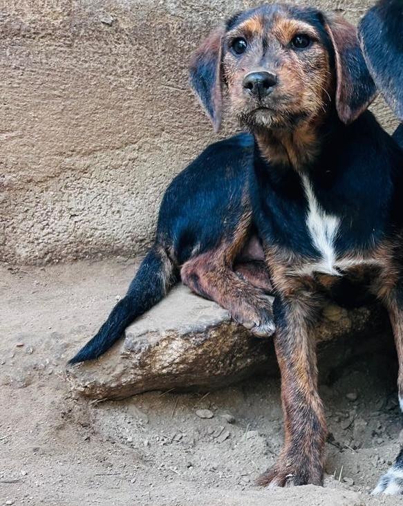 SAM - cucciolo di 4 mesi - taglia medio-piccola Foto 2